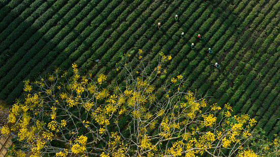 Tea hills in Bao Loc, Lam Dong during harvest season, on these cchef hills there are also yellow poinciana trees, this season they are blooming beautifully. Photo taken in Lam Dong on January 13, 2024.