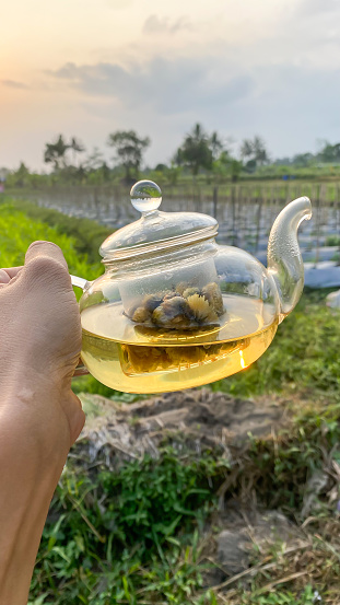 A person holds a hot chamomile tea in transparent glass teapot with his hand against gardens and trees in the sunset background. Concept for relaxing drinks.