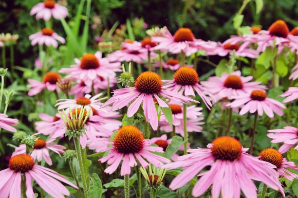 istock Echinacea purpurea coneflower daisy  'Pink Parasol' during the summer months 1987827651