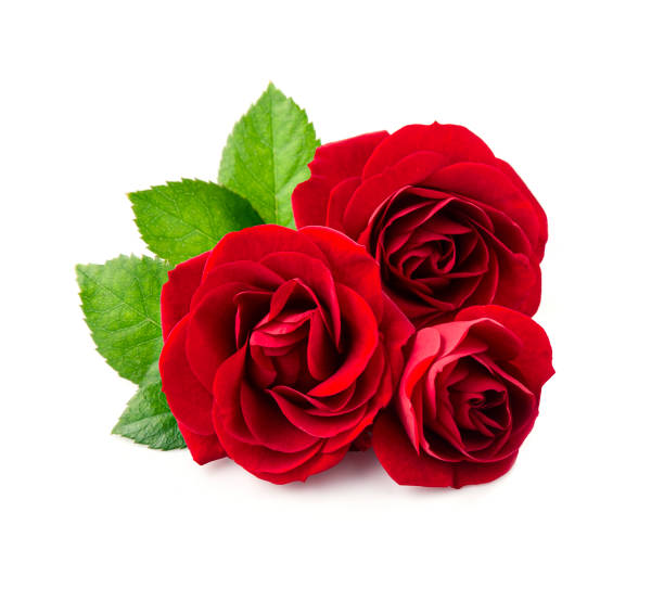 istock red rose flower with leaves 1987829250