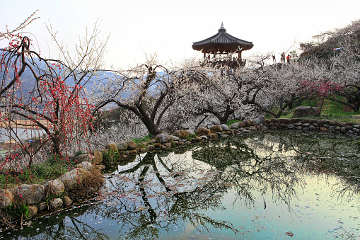 Plum Blossom Festival at Plum Blossom Village in Gwangyang, Korea