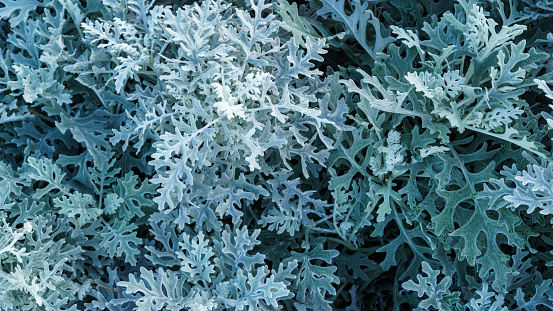 Natural macro background with silver leaves of Cineraria maritima (Jacobaea maritima) or Dusty miller (silver ragwort) close-up.