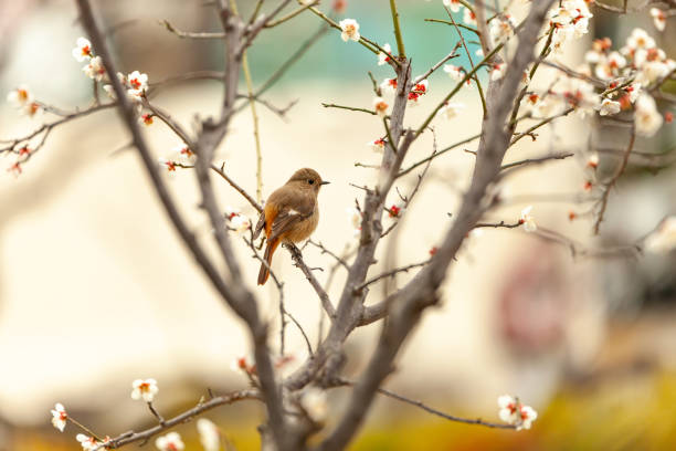 a view of plum blossoms in bloom
