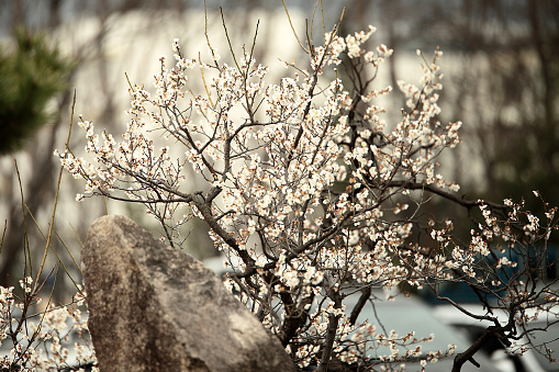 a view of plum blossoms in bloom