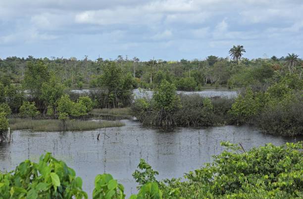 istock Bokoro marshes, Ghana 1987851723