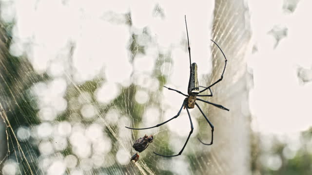 Golden Orb-weaver Spider Feeding on the web. Nephila Pilipes Spider