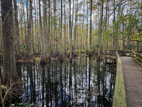 Florida wetlands park near Orlando.