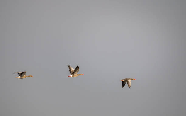 istock three wild geese flying in line 1987855370