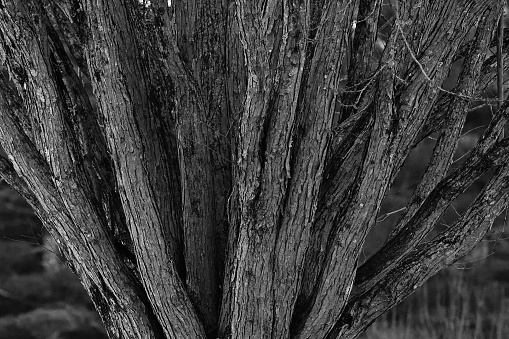 Close-up of the multiple trunks of a katsura tree (Cercidiphyllum japonicum) in a Connecticut nature preserve, winter. This tree is native to China and Japan. Black and white.