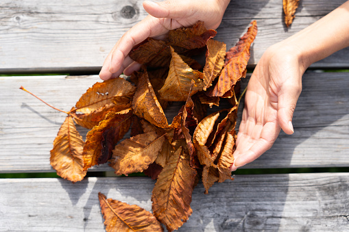 Close-up of hands regrouping the fallen orange leaves of a chestnut tree on a gray plank table in a park in Ireland