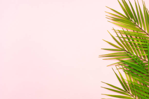 istock Palm leaves and white podium on pink background. 1987864954