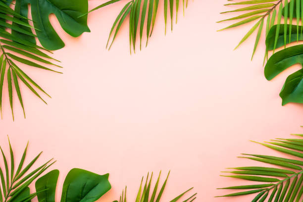 istock Summer flat lay background tropical leaves on white. 1987865906