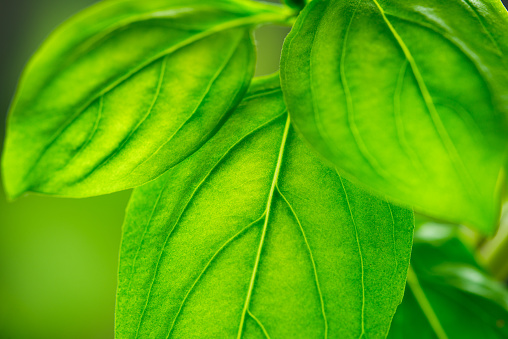 Close up macro shot of colorful basil leaves backlit against the light.