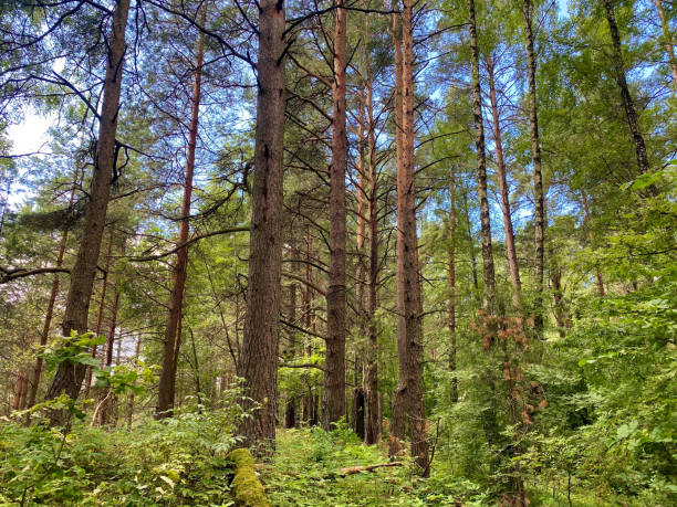 istock beautiful forest landscape. dense mixed forest in summer 1987874409