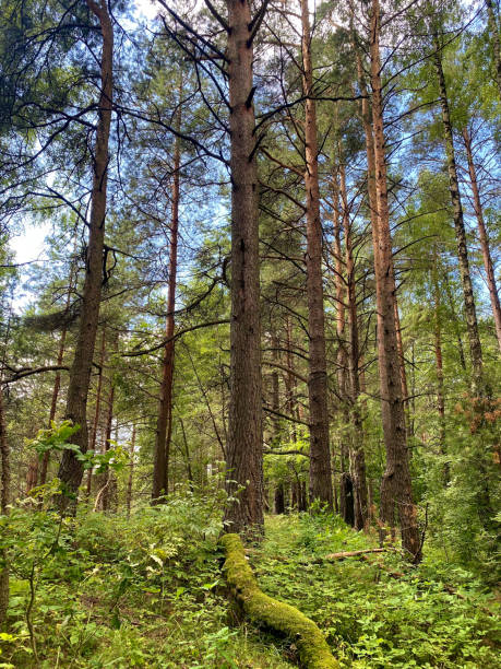 istock beautiful forest landscape. dense mixed forest in summer 1987874940