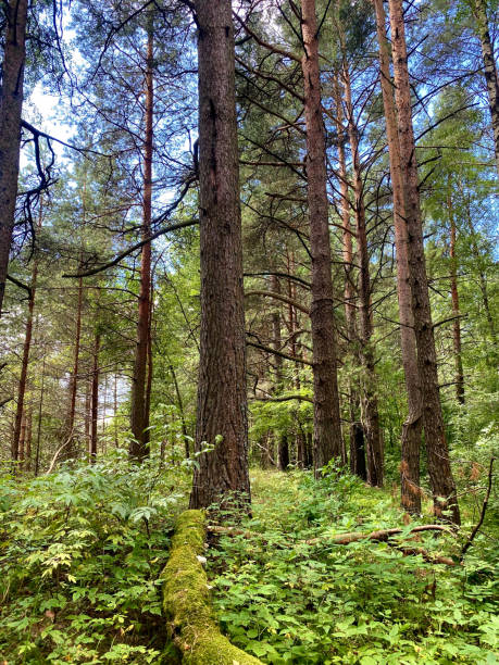 istock beautiful forest landscape. dense mixed forest in summer 1987875450