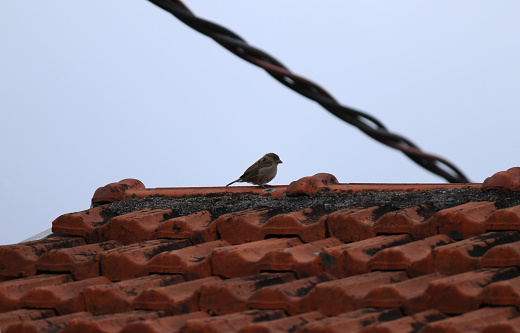 sparrow perched on top of a red-tiled roof under a pale sky - POA, SAO PAULO,  BRAZIL.