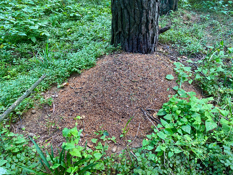 anthill in the forest under a tree