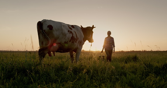 A female farmer walks with a bucket to her cow at sunset. Small agribusiness concept.