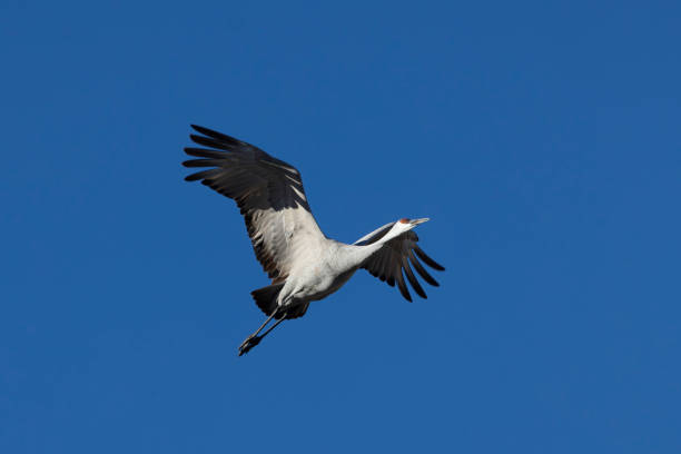 Adult sandhill crane soars upward, wings spread and open, in flight against blue sky, symbolic concept of wild joy and freedom
