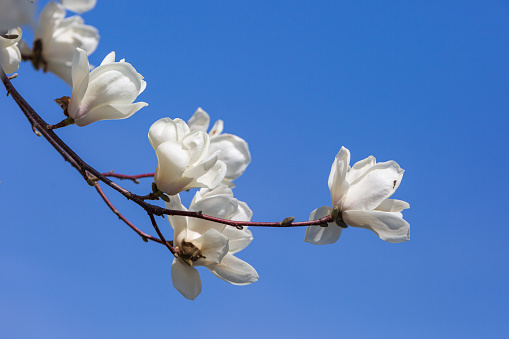 Spring flowers. Beautiful pink flowers of magnolia tree against blue sky. Magnolia soulangeana