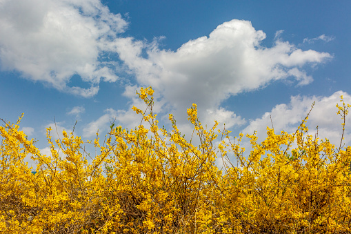 spring scene with forsythia flowers blooming