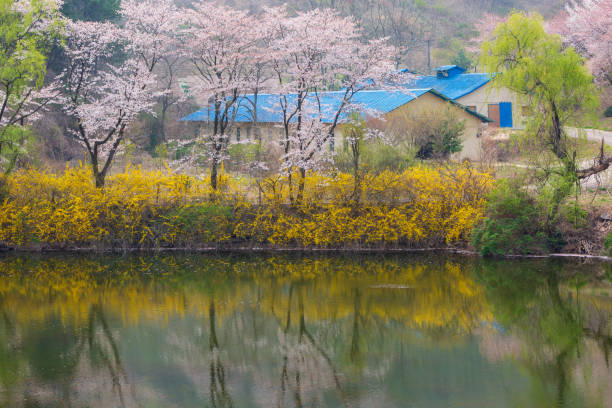spring scene with forsythia flowers blooming