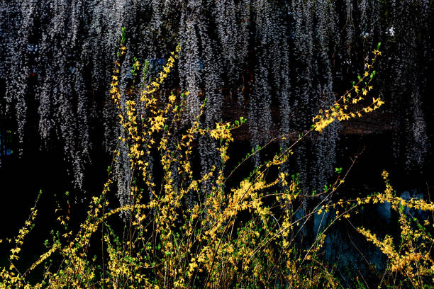 spring scene with forsythia flowers blooming