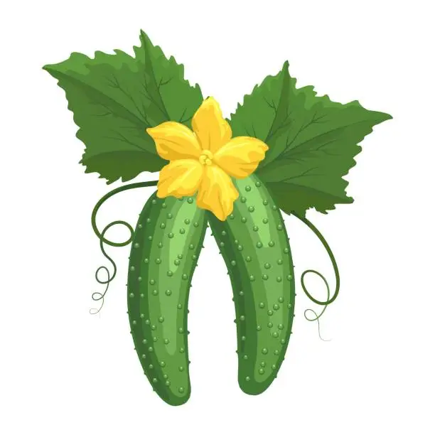 Vector illustration of Cucumber plant cartoon drawing