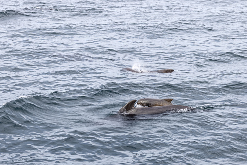 This family tableau captures a pilot whale trio; the calf snugly between its parents in the vast, wavy expanse of Andenes' marine landscape. Lofoten Islands, Norway