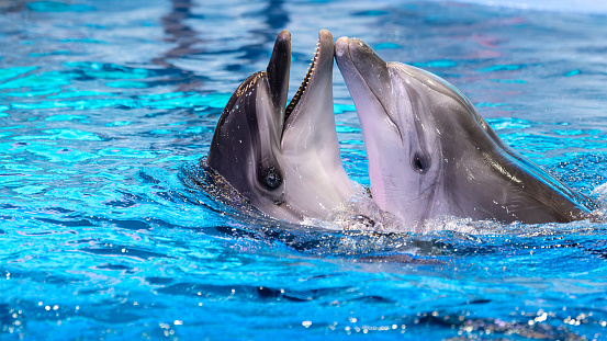 Picture of two dolphins playing and cuddling together