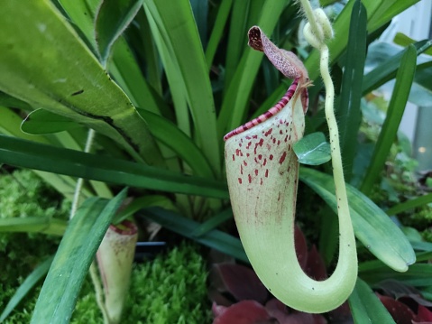 Nepenthes paniculata is likely exclusive to Doorman Top, a mountain located in New Guinea.