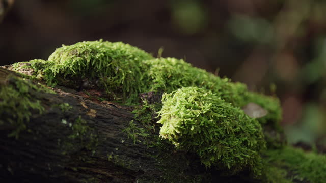 Details of moss on a tree trunk