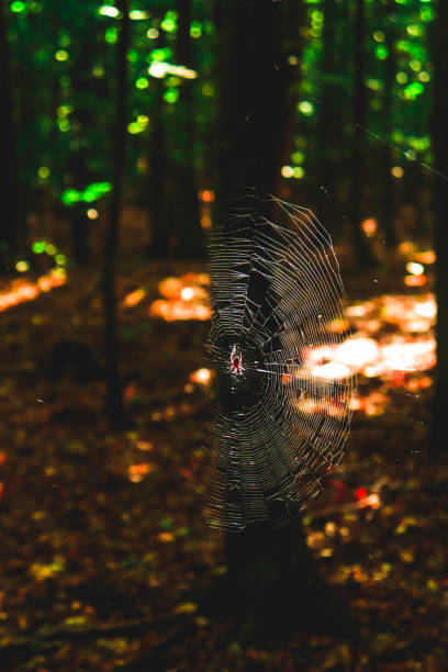 Beautiful spider in a colorful background and light, making a web like a painting on a canvas, art nature