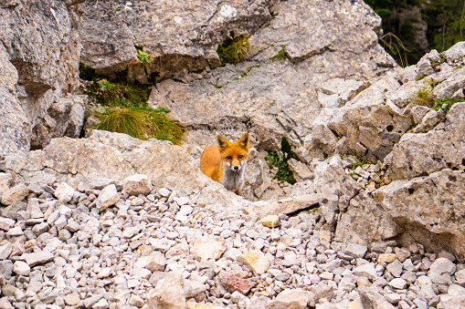 Orange fox walking on the stones of the mountain and looking at us, Romania