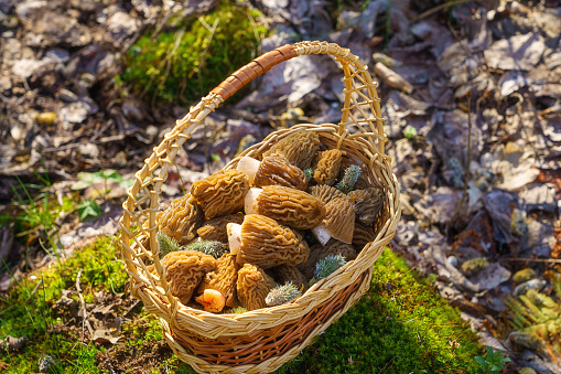 Morel fungus, harvested edible wild mushrooms in the basket in a sunny spring forest (verpa bohemica), natural outdoor background, vacation and activity on a fresh air