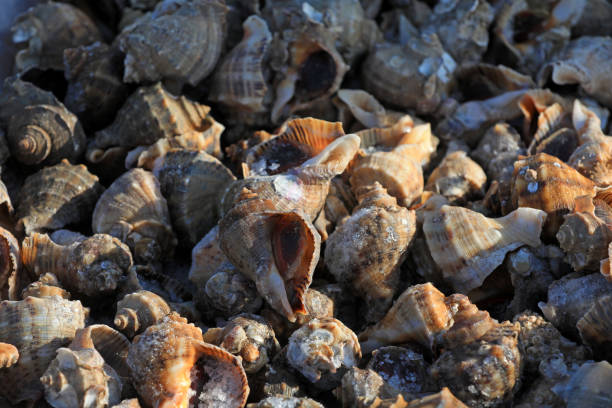 istock Seafood and conch are piled together 1987918464