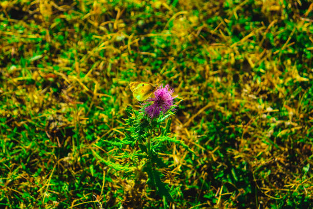Butterfly multicolored in a beautiful scene of nature, flying insect