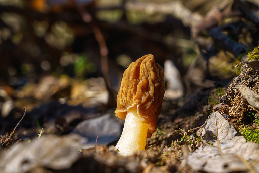 Morel fungus, edible mushrooms growth in a wild nature in a sunny spring forest (verpa bohemica), natural outdoor background, vacation and activity on a fresh air, macro image