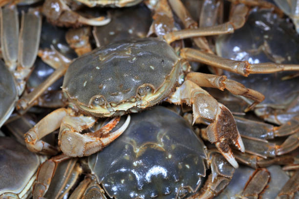 istock A close-up of fresh river crabs 1987922241