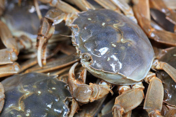 istock A close-up of fresh river crabs 1987922242