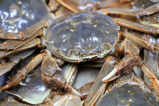 istock A close-up of fresh river crabs 1987922244