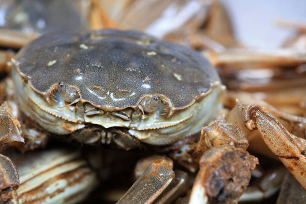 A close-up of fresh river crabs