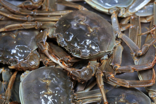 istock A close-up of fresh river crabs 1987923271