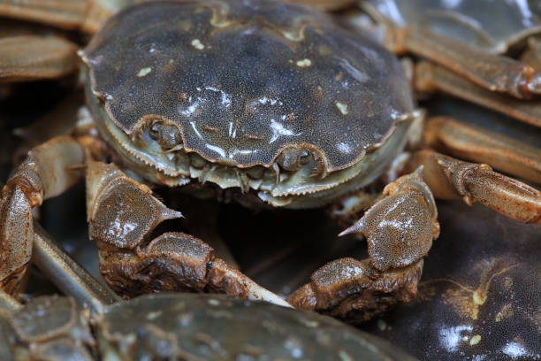 istock A close-up of fresh river crabs 1987923284