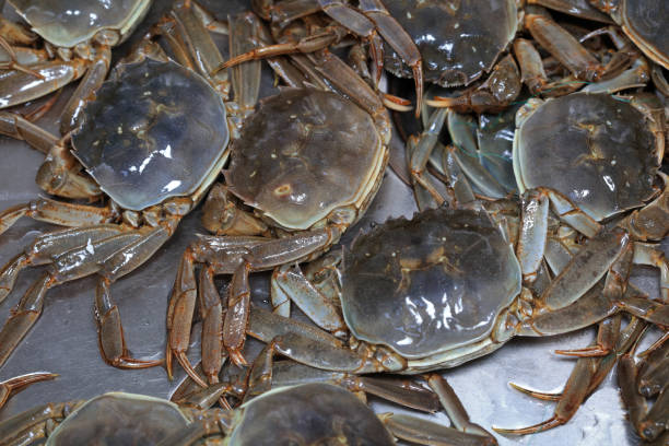 istock A close-up of fresh river crabs 1987923794