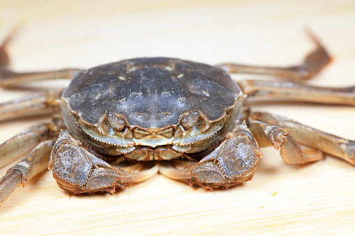 Chinese hairy crab, hairy crab, blue crab, Shanghai hairy crab