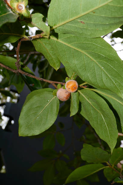 istock Diospyros lotus branch close up 1987926546