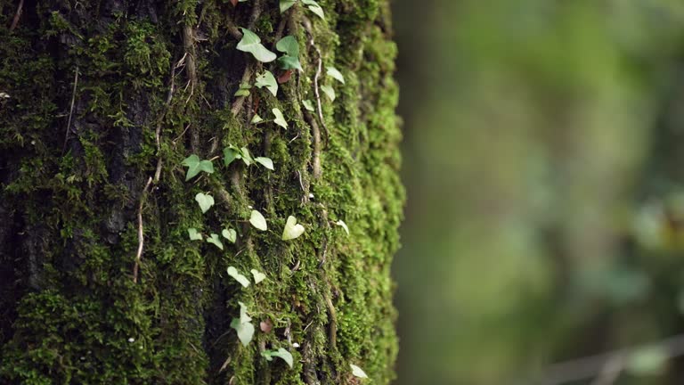 Details of moss on a tree trunk in the forest