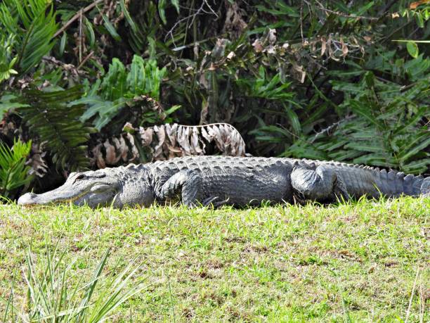 istock American Alligator (Alligator mississippiensis) - resting in the wetlands 1987934067